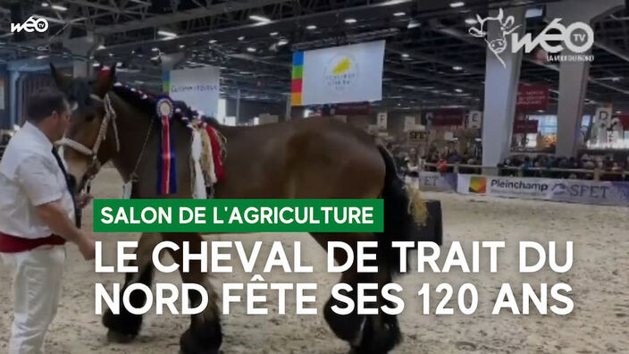 Le cheval de trait du Nord, une race qui vient de fêter ses 120 ans