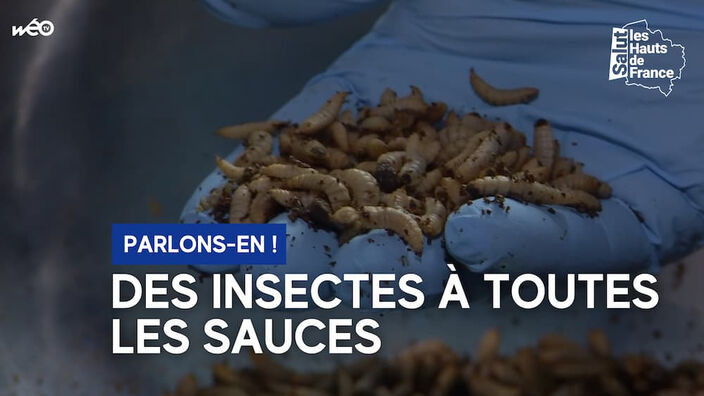 Les insectes bientôt dans nos assiettes ?