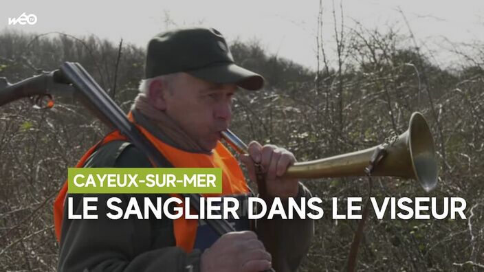 Cayeux-sur-Mer : une battue administrative contre le sanglier