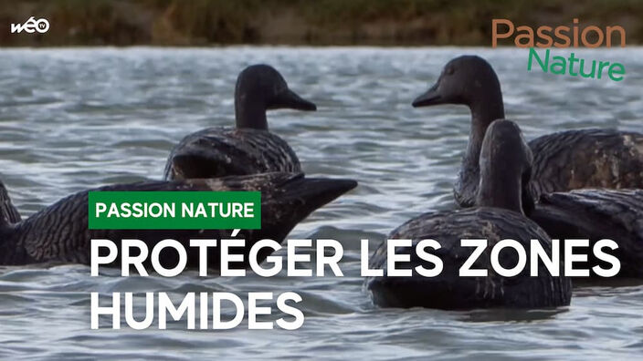 Protéger les zones humides