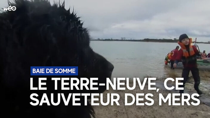 Baie de Somme : le Terre-Neuve, ce chien secouriste
