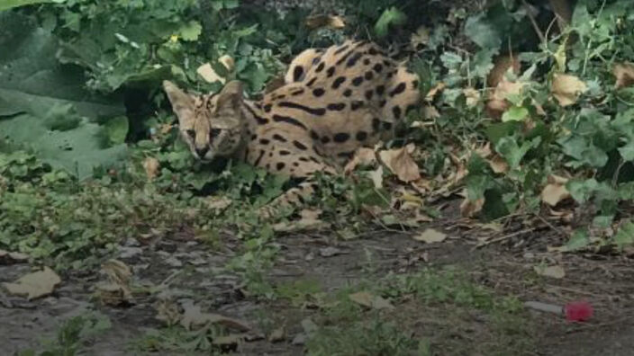 Hellemmes : deux servals découverts lors d'une interpellation