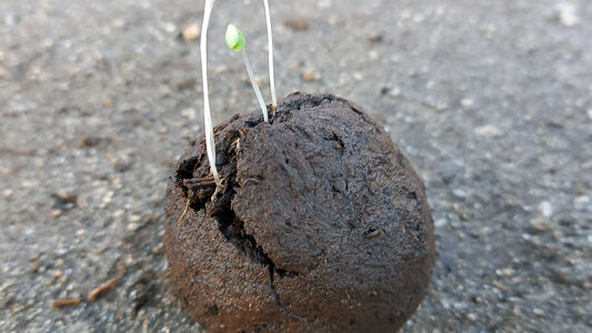 Atelier géant de bombes de graines