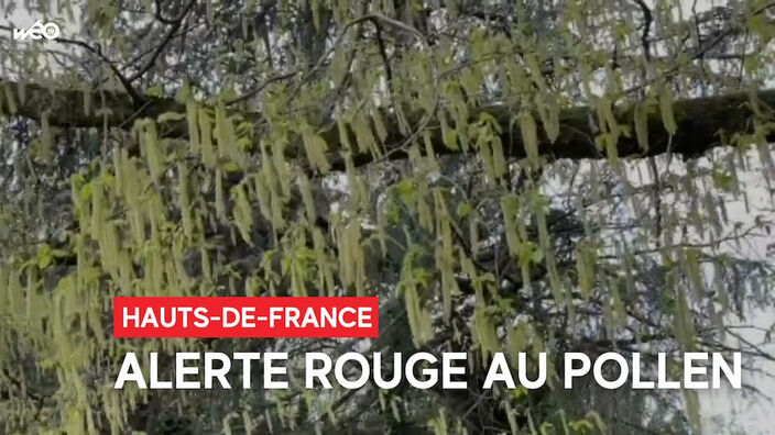 Pollen : les Hauts-de-France en alerte rouge