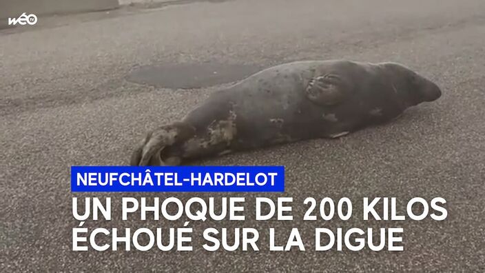 Un phoque de 200 kg sur la plage d’Hardelot