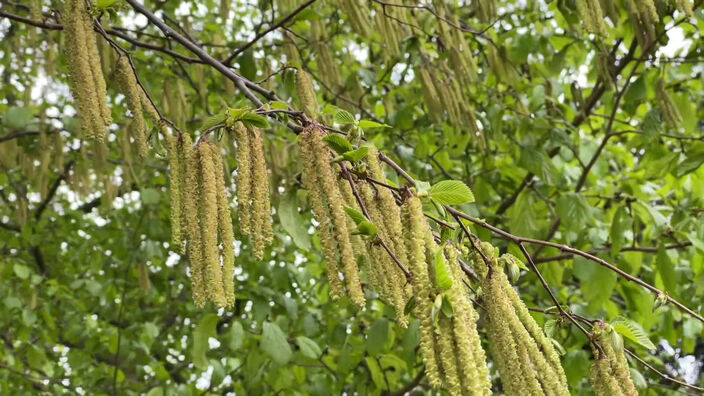 Le pollen est de retour !