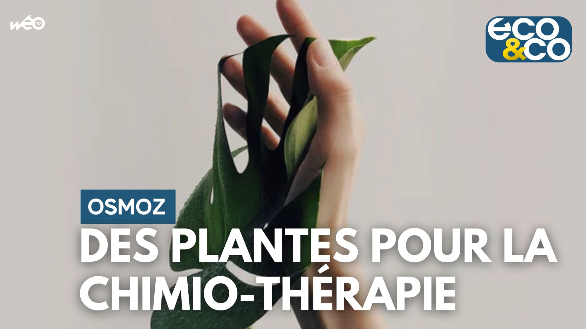 Osmoz, des plantes pour la chimio-thérapie - 25/04/2023 - Vidéo Wéo