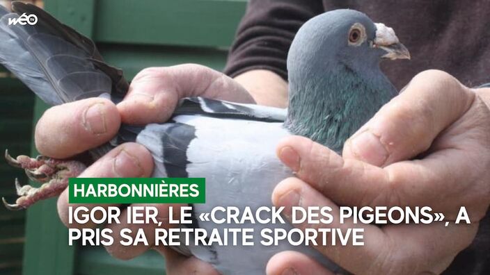 Igor, le pigeon voyageur d'exception, prend sa retraite à Harbonnières