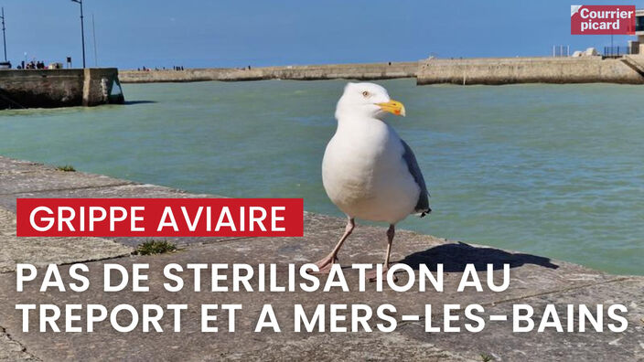 Grippe aviaire : Le Tréport et Mers-les-Bains ne stériliseront pas les goélands