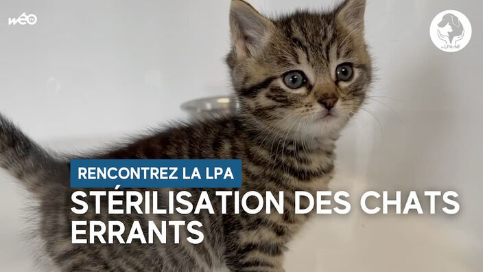 Prévenir l'abandon avec les campagnes de stérilisation des chats errants