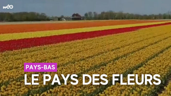 Lisse (Pays-Bas) : au coeur du plus grand parc au monde dédié aux tulipes