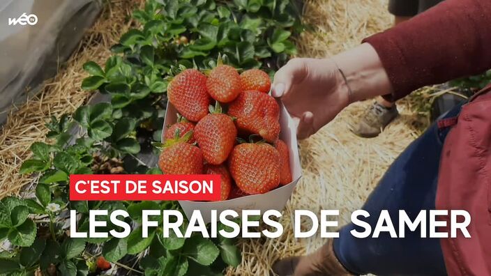 À la rencontre de producteurs de fraises de Samer