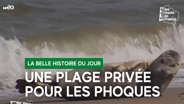 Une plage privée pour les phoques