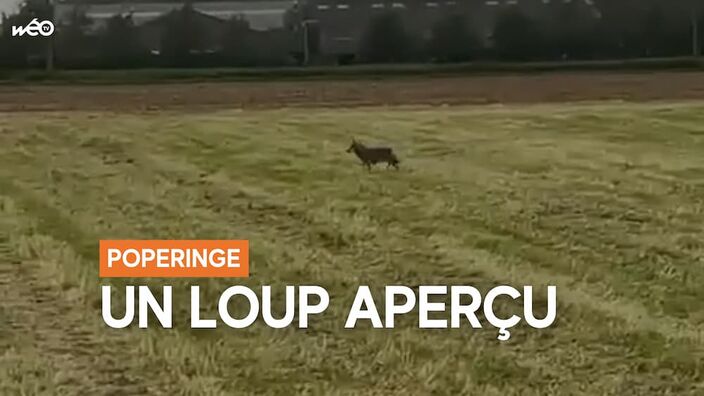Belgique : un loup aperçu à proximité de Poperinge
