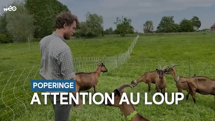 Loup aperçu à Poperinge : comment un éleveur va protéger ses chèvres