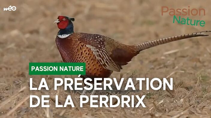 Aménager le territoire pour préserver la perdrix