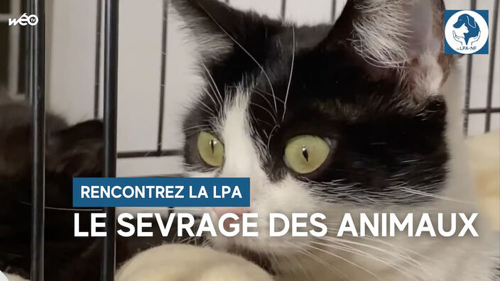 Le sevrage des animaux, un moment crucial pour le bien-être animal