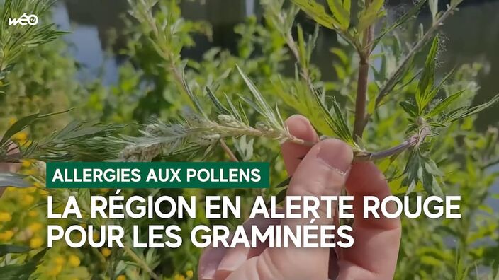 Alerte rouge aux pollens de graminées en Picardie