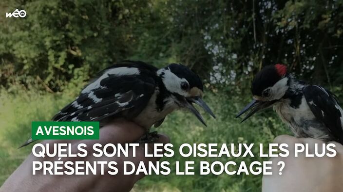 Les oiseaux les plus présents dans le bocage avesnois