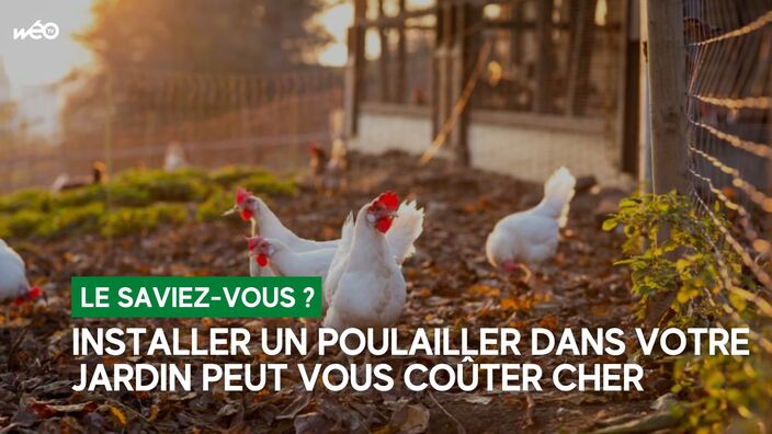 Installer un poulailler dans son jardin: ce que dit la loi