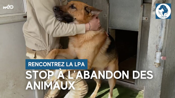 Stop à l'abandon des animaux !