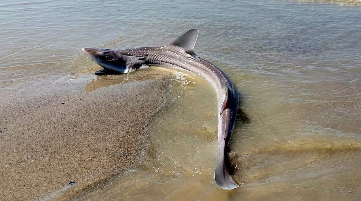 Un cadavre de requin retrouvé sur une plage du Pas-de-Calais - 20/06/2023 -  Wéo