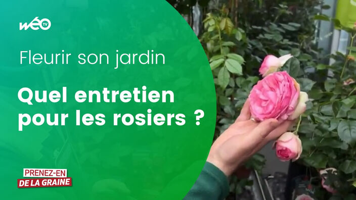 Comment entretenir ses rosiers