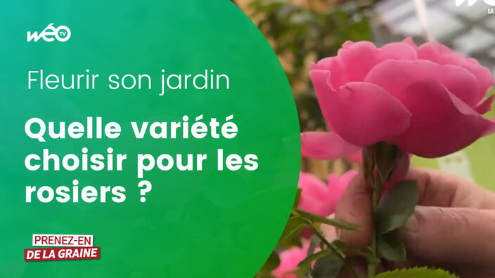 Quelle variété de rosier choisir pour fleurir son jardin ?