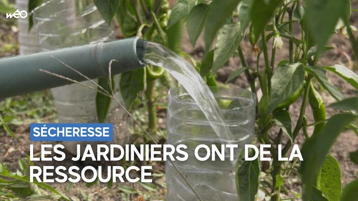 Sécheresse : les jardiniers cherchent des alternatives