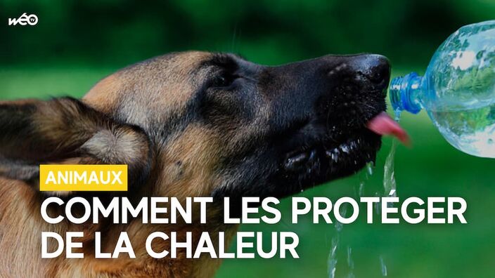 Comment protéger votre animal de la chaleur