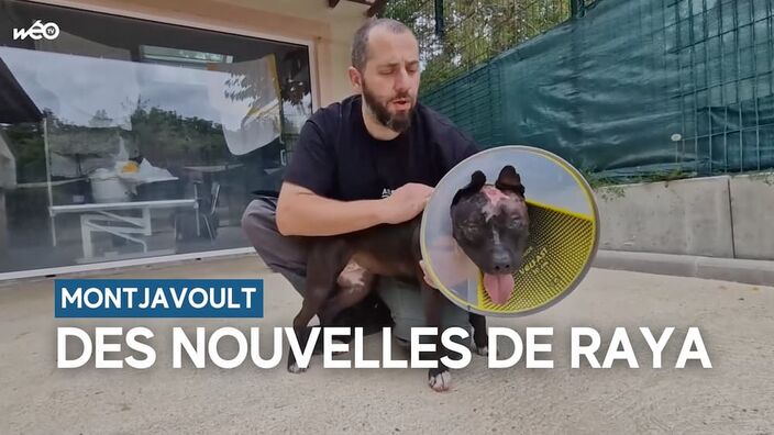 Oise : des nouvelles de Raya, la chienne brûlée à l'acide en mai dernier