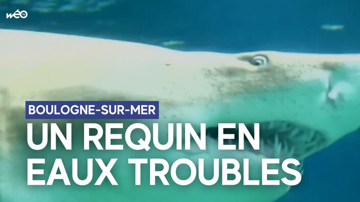 Boulogne-sur-mer : un requin en eaux troubles