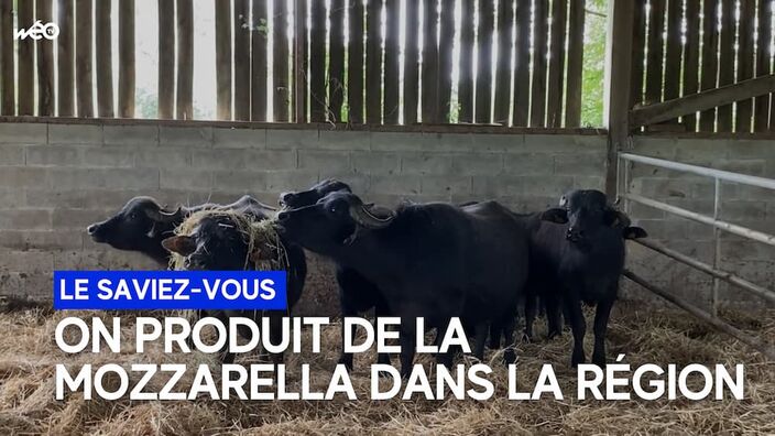 La première mozza bio de bufflonnes des Hauts-de-France