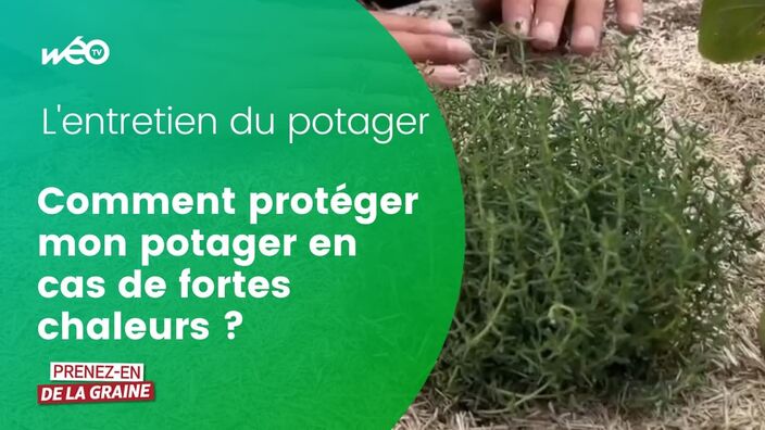 Comment protéger mon potager en cas de fortes chaleurs ? 