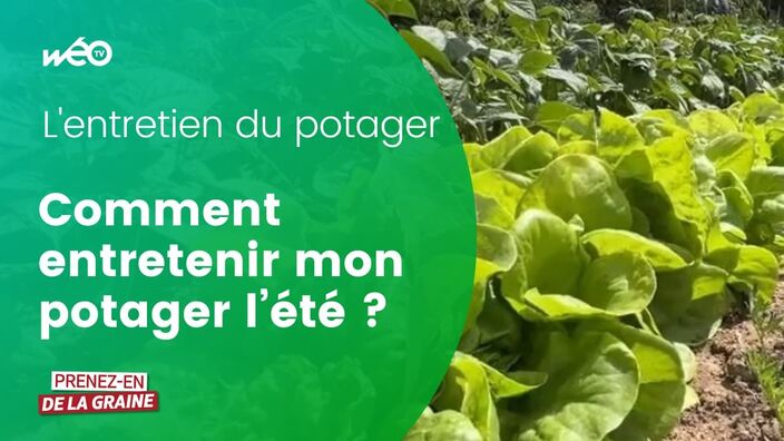 L'entretien du potager l'été