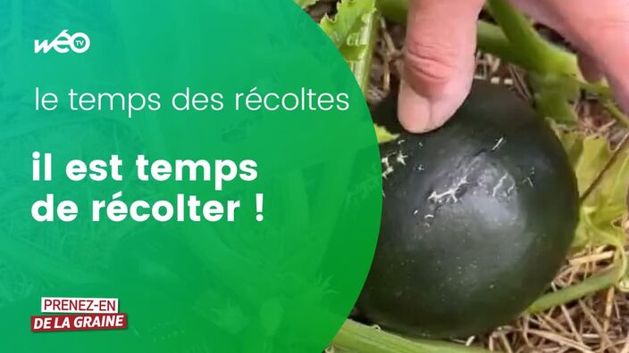 Avec l'été, il est temps de récolter !