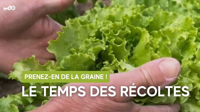 Prenez-en de la graine : avec l'été, voici venu le temps des premières récoltes !