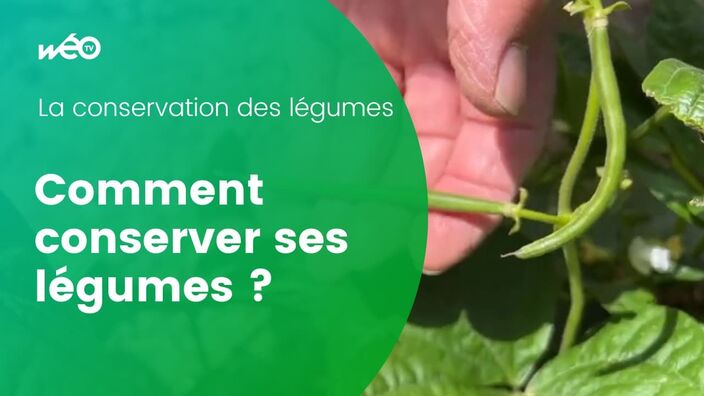 Comment conserver les légumes ?  