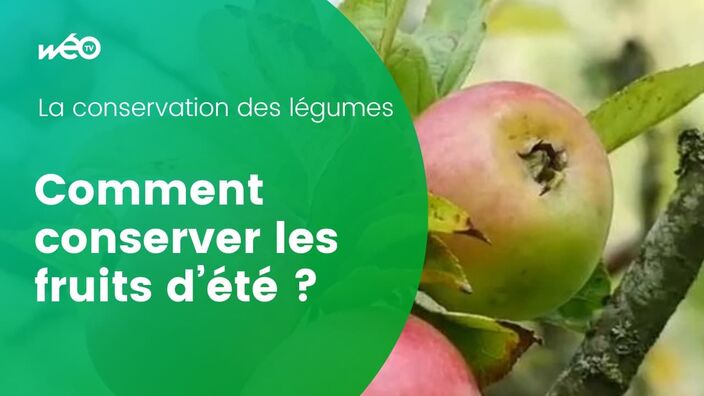 La conservation des fruits d’été 