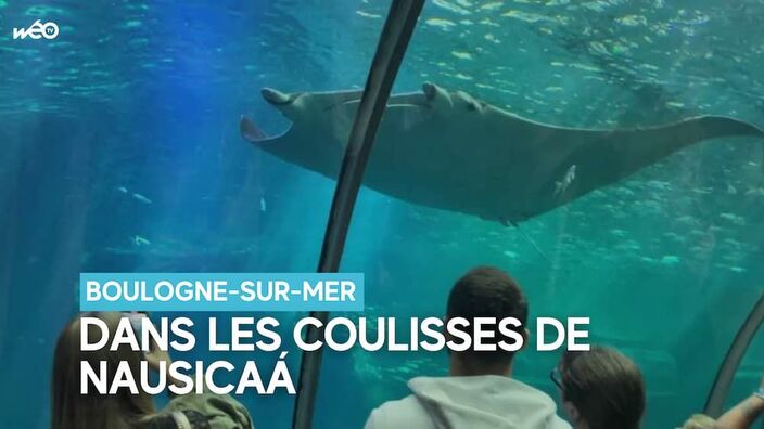 Dans les coulisses de Nausicaá, qui vient de franchir les 20 millions de visiteurs