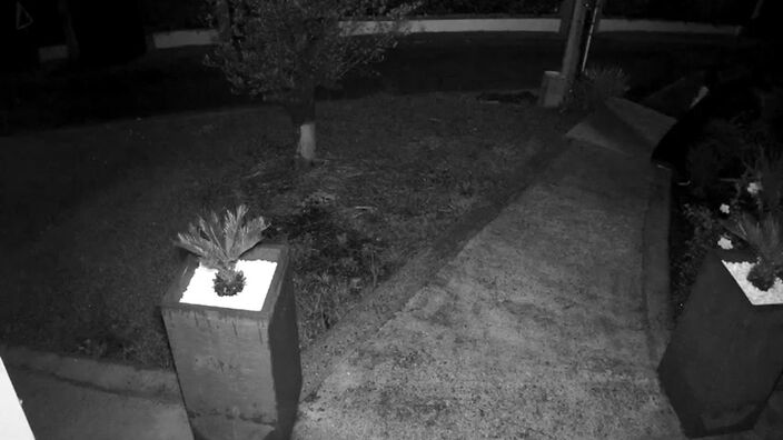 Un loup filmé par une caméra privée dans un jardin près de Péronne