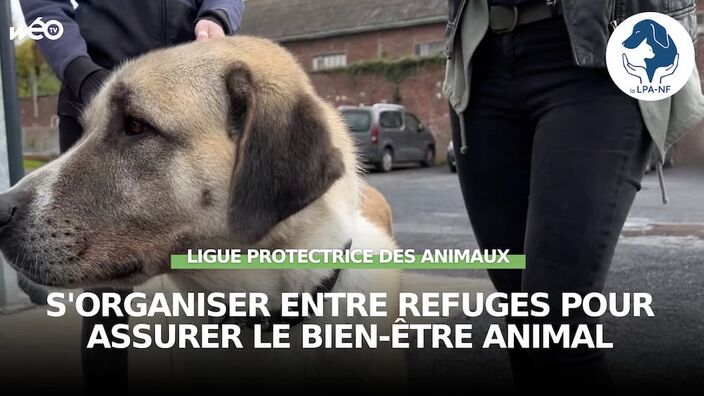 S'organiser entre refuges pour assurer le bien-être animal