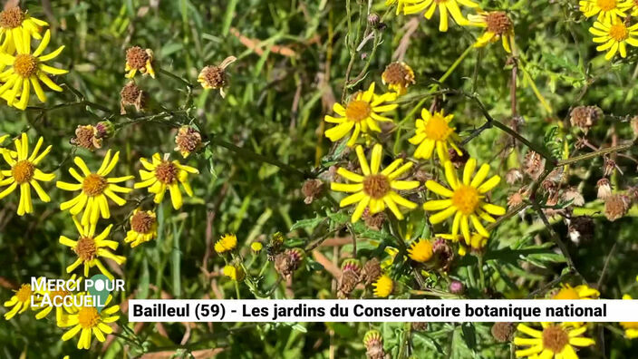  Bailleul (59) - Les jardins du Conservatoire botanique national 