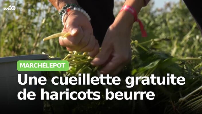 Marchélepot : une cueillette gratuite de haricots beurre