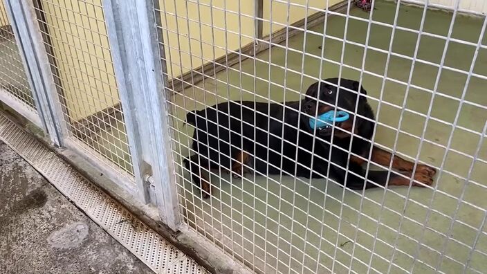 SPA d'Arras : un bilan d'été encore catastrophique concernant les abandons de chats et de chiens