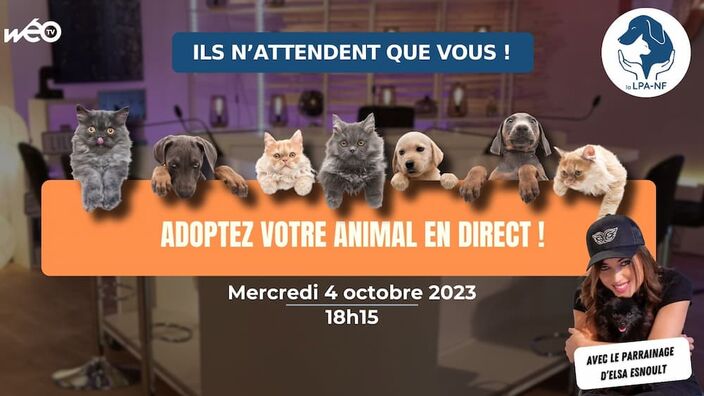 Adoptez votre animal en direct avec la LPA et Wéo !