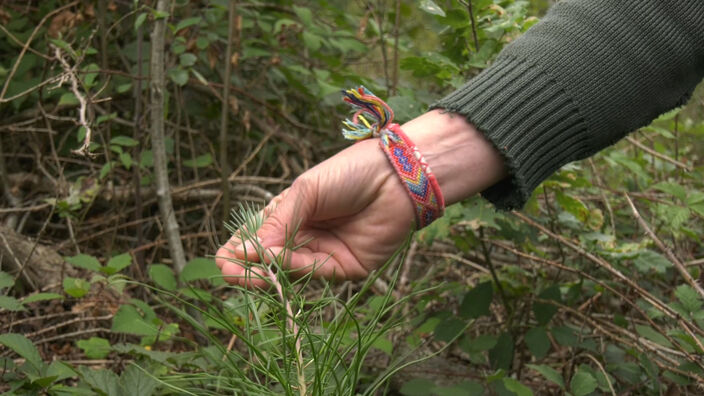 Ermenonville : l'ONF au chevet des forêts