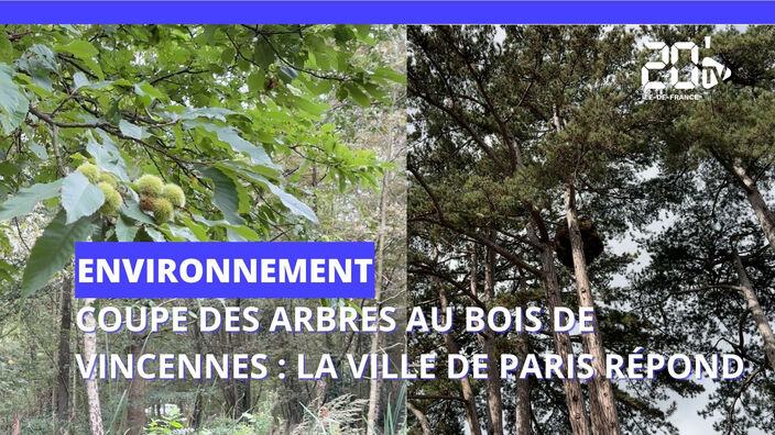 "L'écologie, c'est le long terme": Paris justifie la coupe des arbres au bois de Vincennes