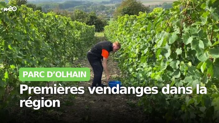 Premières vendanges de pinot gris au parc d’Olhain