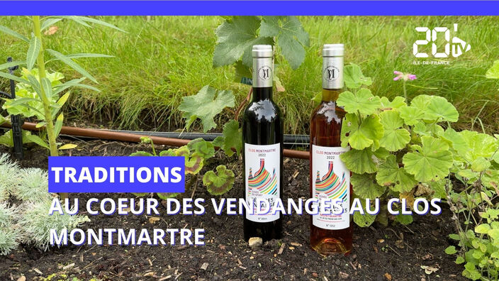 Au Clos Montmarte, des vendanges pour préparer la nouvelle cuvée de vin parisienne